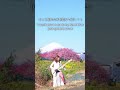 やないも。「花見デート」富士山と桜の絶景編