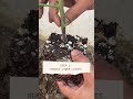 How to plant a tomato plants #Shorts