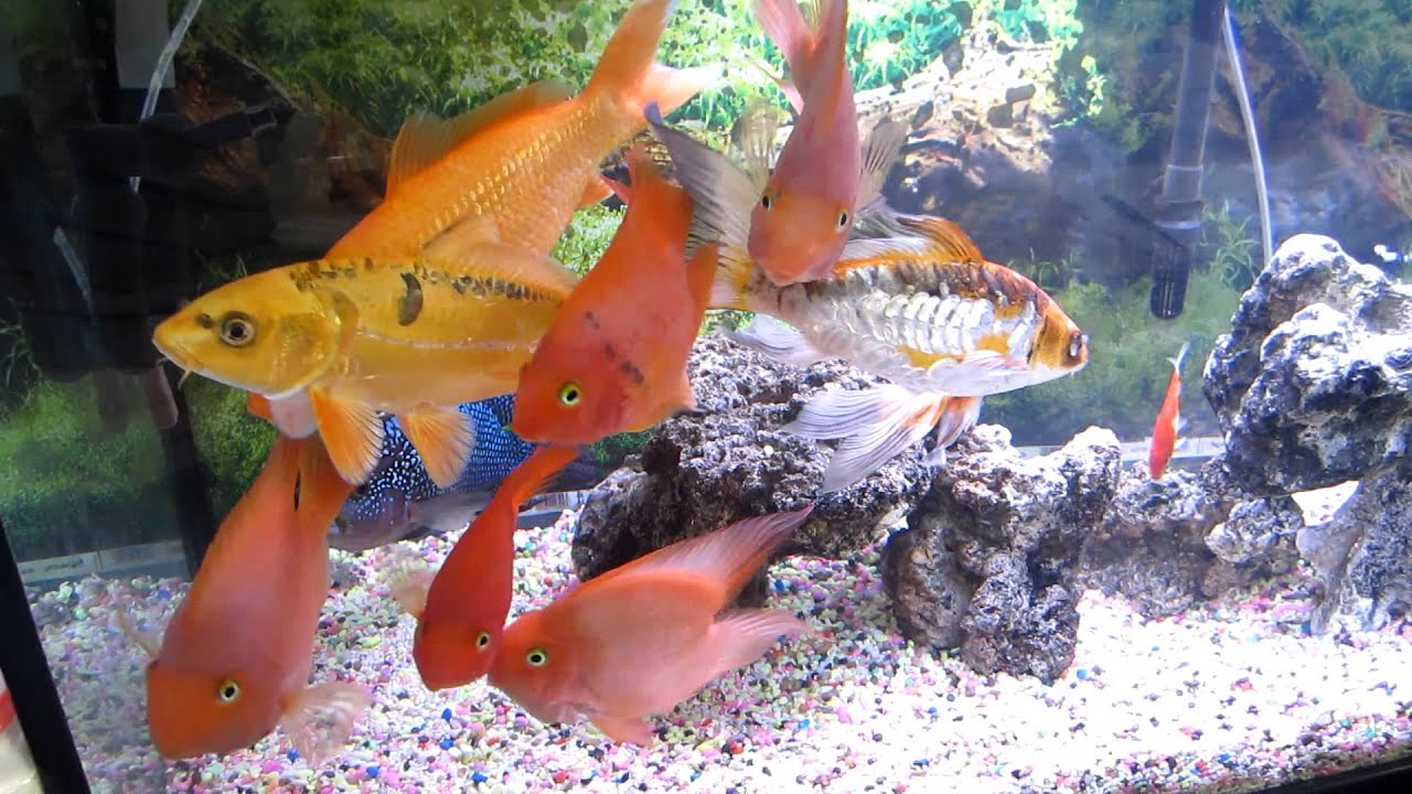 These fish are very beautiful (part 3) YouTube