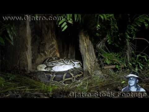 Python vs Turtle 04 Reversed