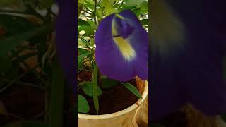 How to Propagate |Care Aparajita(Vishnu Kant) purple beautiful designed flower plant at home terrace