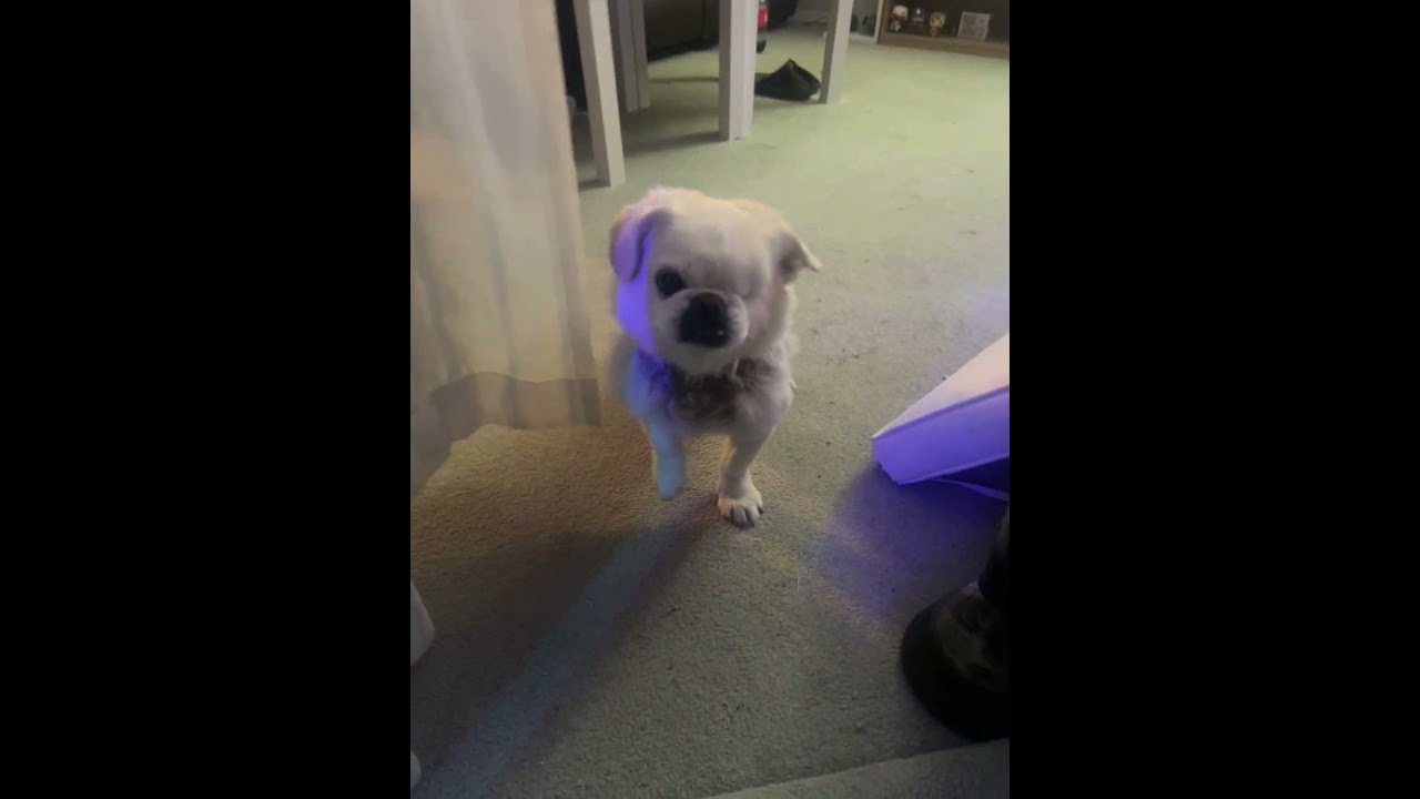 Jimmy’s happy new year hoot