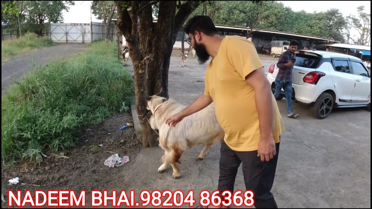 CLASSIC GOAT FARM | ANDUL COLLECTION @msqvlogs | PADGA