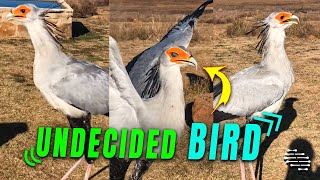 Secretary Bird Trying to Decide Which Way to Go