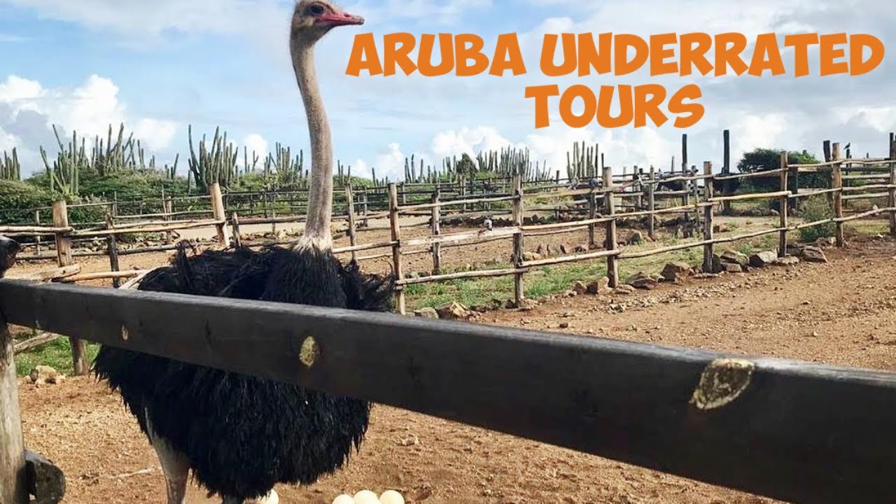 {2021} 2 of Aruba's Most Underrated Tour Attractions! Aruba Ostrich