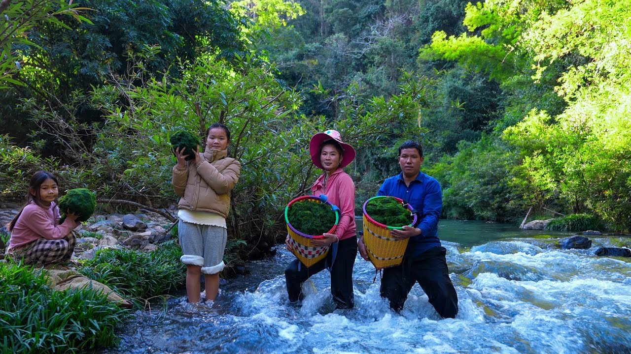 Harvesting Natural Stream Moss, Family Meals by the Stream, Selling Moss at the Market | Family Farm