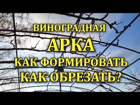 ВИНОГРАДНАЯ АРКА -ПРОСТОЙ