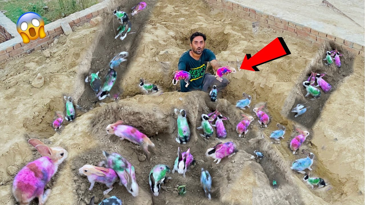 Underground Mein Colourfull Rabbits A Gaye😱