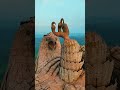 JATAYU IN KERALA🦅💯 #love #automobile #monsoon #keralatourism #travel #song #lovesong #nature