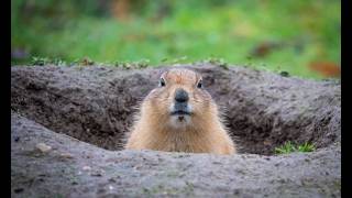 The Marvelous Marmot: Life and Types