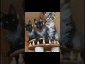 Cute and Funny Cat Videos Compilation. Part 11.