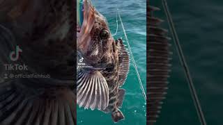 Lingcod fishing #short #shorts #fishing