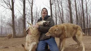 Wolves Unleashed - Against All Odds At The Canadian Film Fest 2019