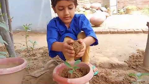 @ tree 🌳 plant 🪴 ☺️lagati hui meri little bhanji 🙂 # jhunjhunu # sikar # jaipur # viral video 💯💫