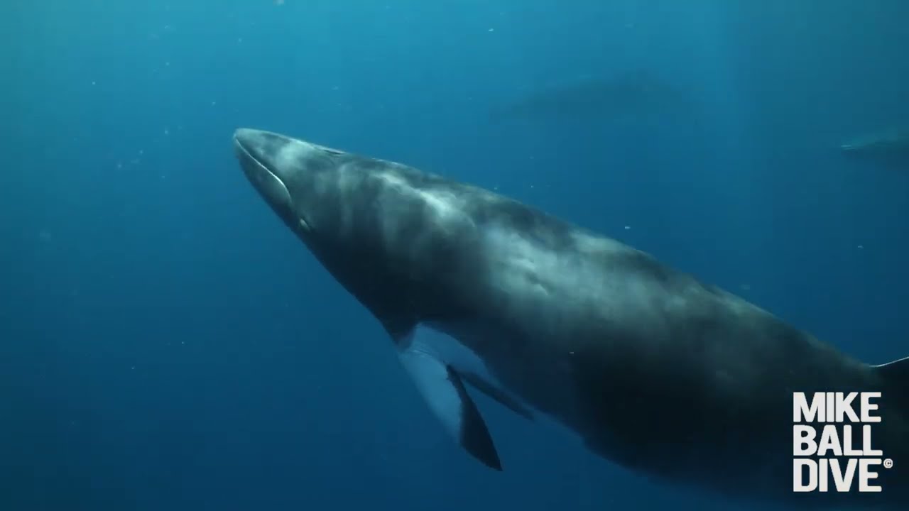 4 Night Fly Dive Minke Whale Expedition | 5-9 June 2025