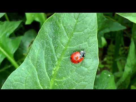 Ode to Joy from Sweet Dreams by Music for Deep Sleep