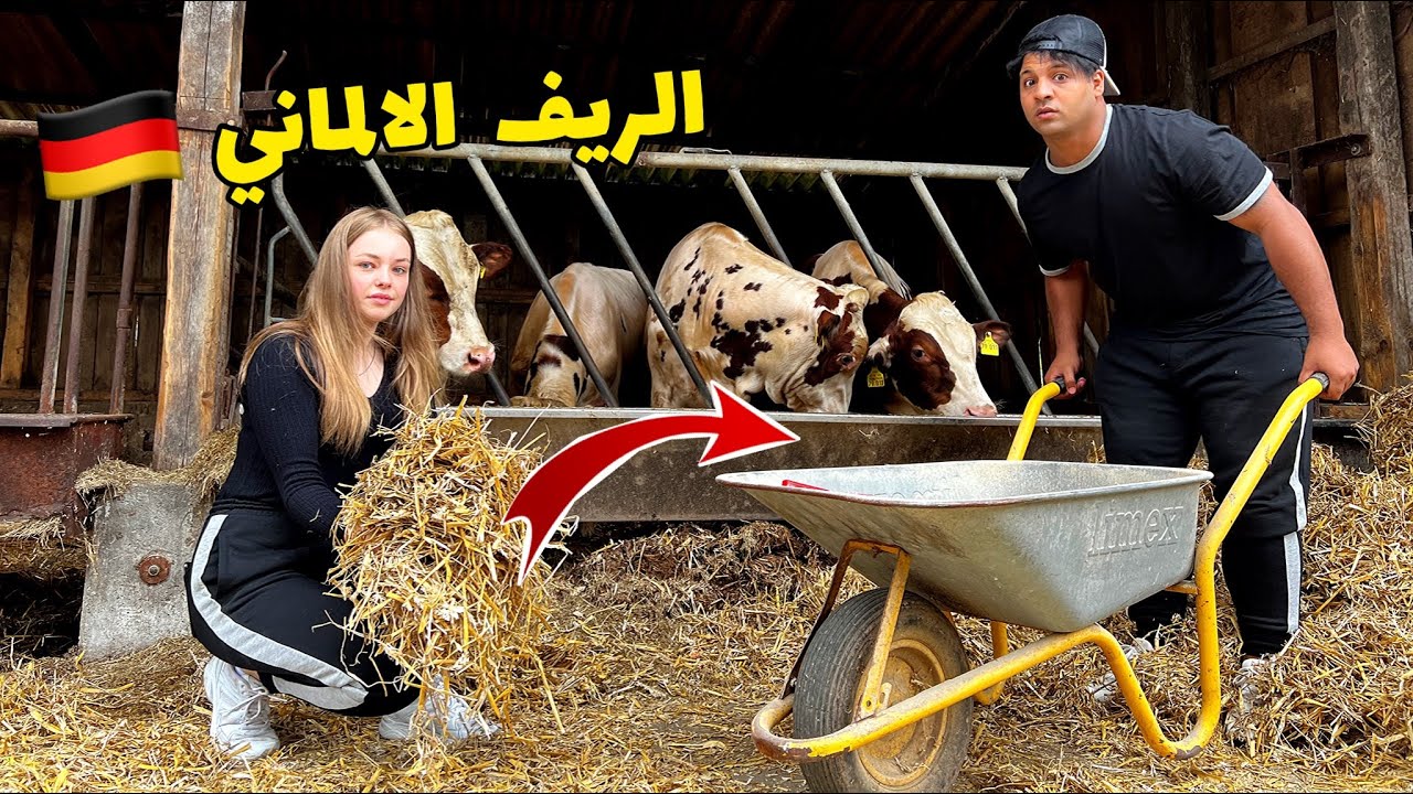 اشتغلنا يوم كامل في المزرعة _  حلبت البقرة 🐄_ الريف الألماني 🇩🇪 | مصطفى ستار