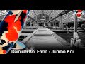 Dainichi koi farm  jumbo koi