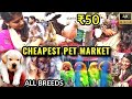 chennai pet market | cheap rate best quality