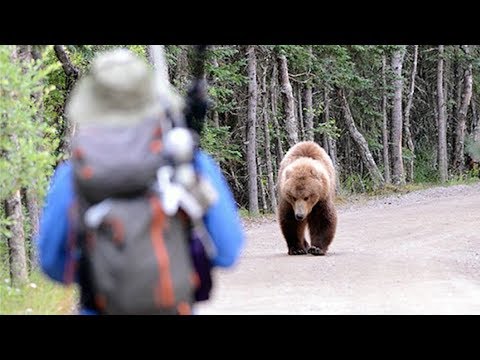 When Black Bears Attack