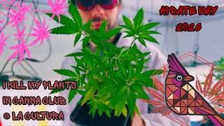 Second Grow at La Cultura | CUTTING PLANTS ON 5TH WEEK OF FLOWERING | Update – 72 Plants/22 strains
