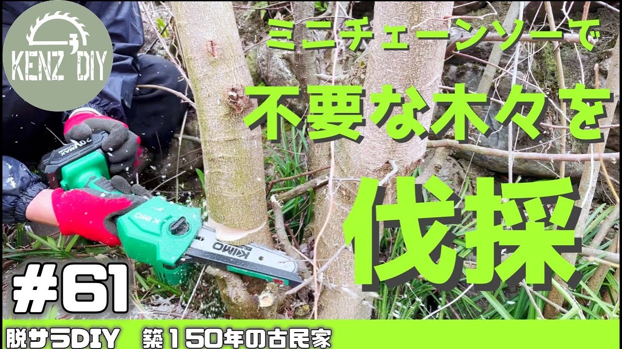 【脱サラ古民家DIY 】農園スペース確保のために荒れた庭の木々をミニチェーンソーで伐採　KIMO　桜　満開#61