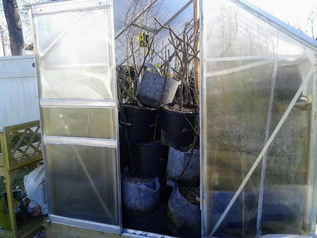 Greenhouse spray-down: Watering the potted trees Greenhouse spray-down: Watering the potted trees #1