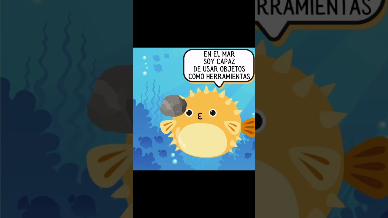 Infographic - Red Veganas Antiespecistas - WoDEF 2024