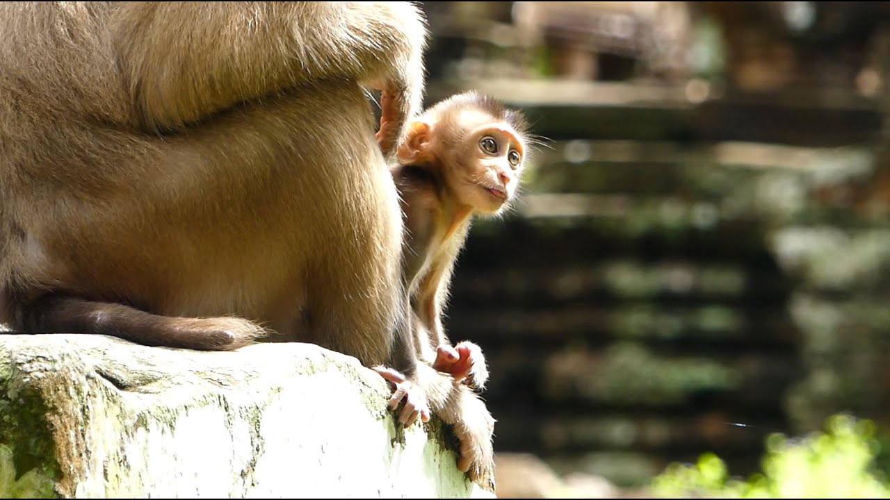 Rose Change Her Mind Not Strict And Lock Little Monkey Brady Until Stressful Same Before