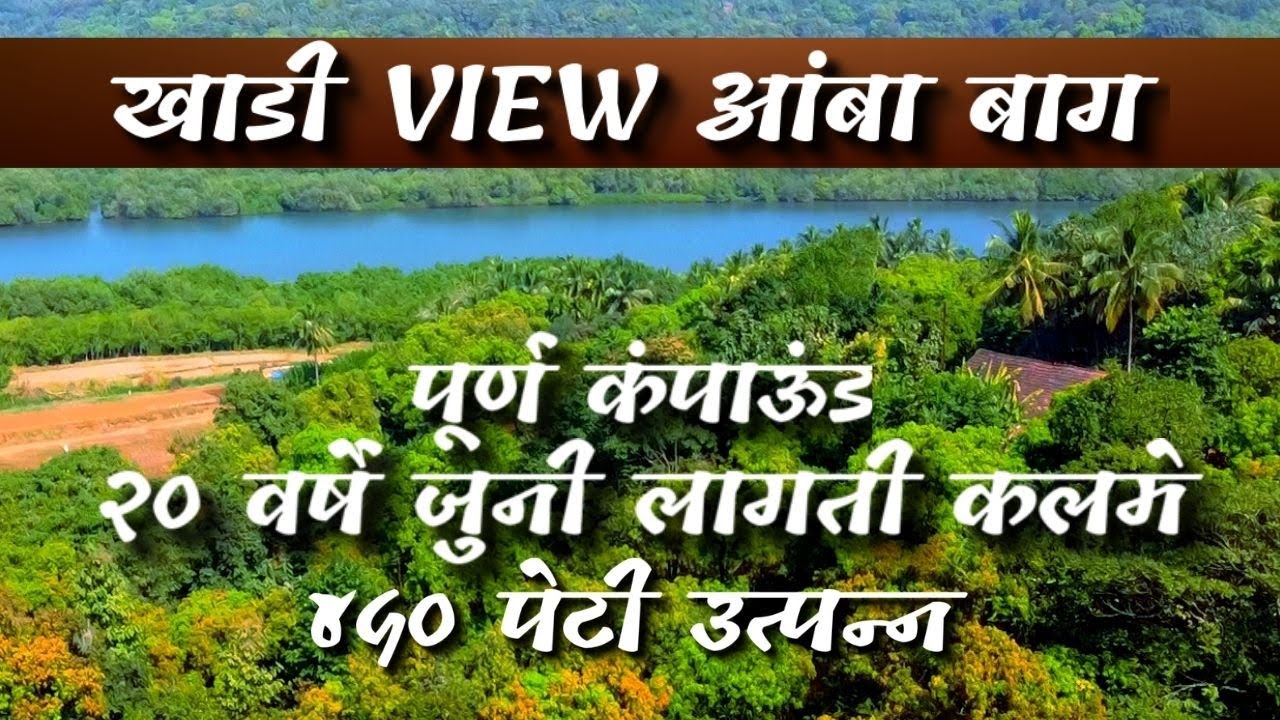 ४५० पेटी वार्षिक आंबा उत्पन्न देणारी खाडी व्हयू आंबा बाग !