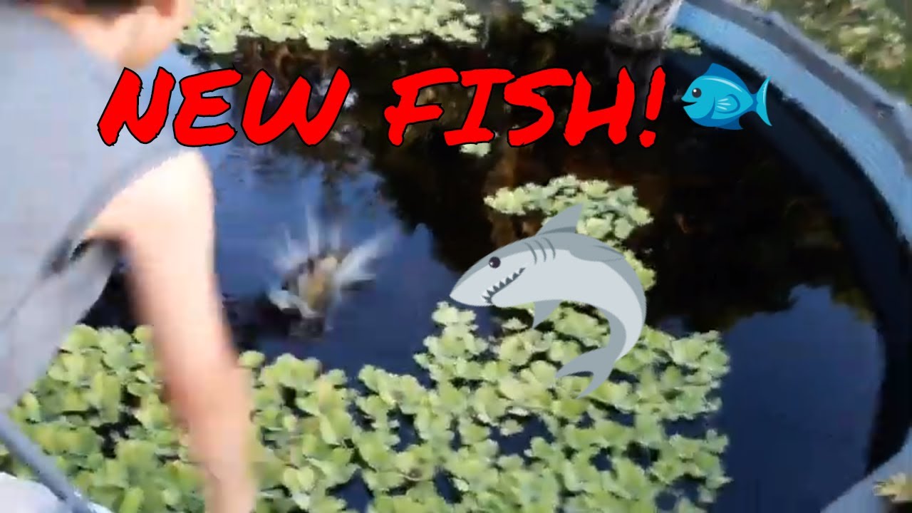 Will Peacock Bass Eat All Our Fish YouTube