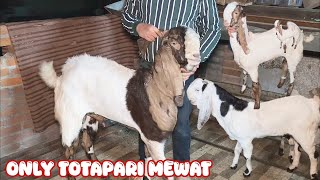 Mewati Totapari Ka Breeding Setup Delhi 6 91 99710 45318 Salman Bhai