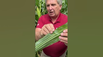 Spider Mite Watch-Outs