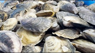 A Look at Aquaculture and Georgia’s Coastal Oysters by Farm Monitor 576 views 1 month ago 3 minutes, 9 seconds