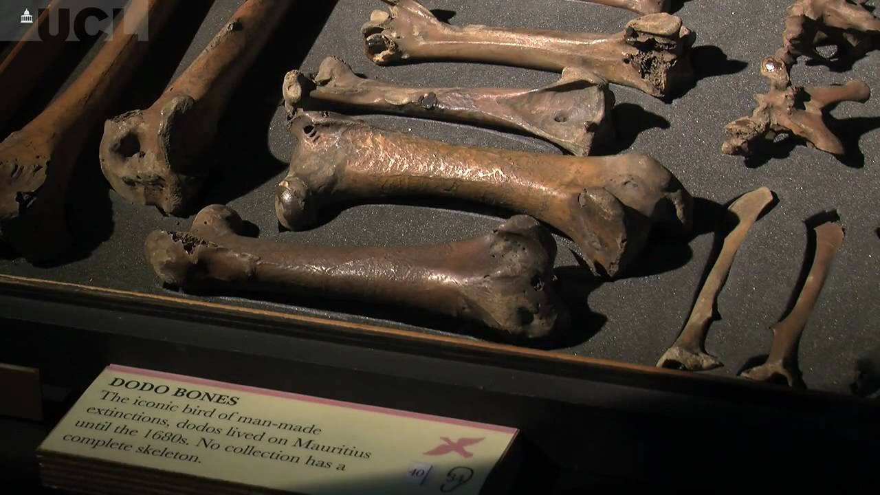 The treasures of evolution (UCL)