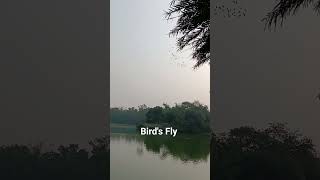 অতিথি পাখিরা মুক্ত আকাশে Bird fly in the sky