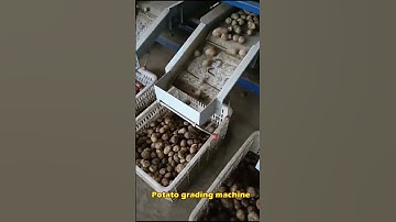 Factory Roller type grading machine Potato grading machine vegetable grading machine
