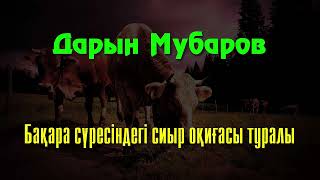 Бақара сүресіндегі сиыр оқиғасы туралы - Дарын Мубаров