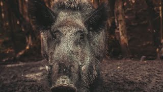 Звук, крик, голос дикого кабана | Sound wild boar, voice wild boar, cry wild boar