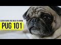 What you need to know about Pugs? Check out this video and see.