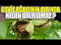 Ceviz Ağacının Altında Neden Oturulmaz Hiç Düşündüz mü