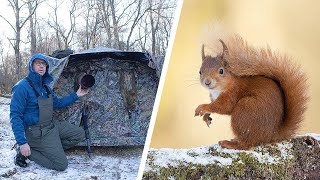 Wildlife Photography Tips - Red Squirrels in the Snow (Canon R6 &amp; Canon EF 500mm f/4 Lens)