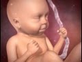 Embarazo: Semanas 21 - 27 | Video BabyCenter en Español