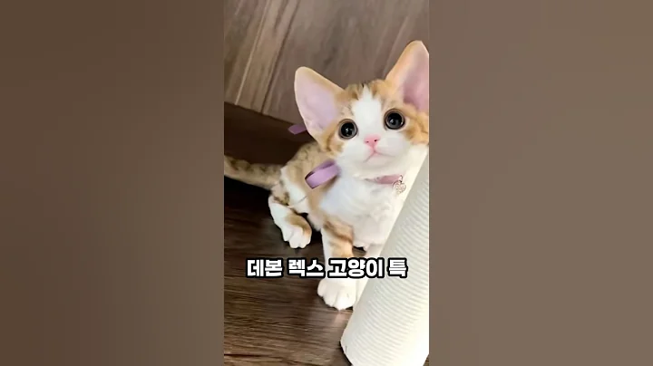 Video 11108121: devon rex cat, cat breed, cat hypoallergenic