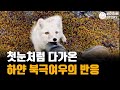 사진 촬영 중 만난 하얀 북극여우의 반응