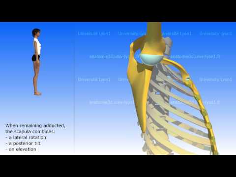 The movements of the scapula