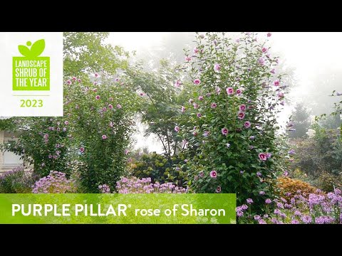 Video: Violet Spring Rose: opis, uzgoj, njega i fotografija