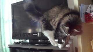 猫さんが逆立ちします