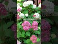 初心者向き🔰初めてのアジサイはアナベルがおすすめ✨#あじさい#アナベル#紫陽花#hydrangea