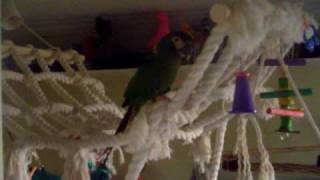 Jasmine playing on the home made cargo net...
